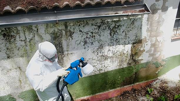 Top rated local Mold Remediation specialists in Auburndale, FL